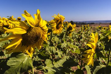 Yaygın Ayçiçeği (Helianthus annuus) Brezilya 'da yenilebilir yağı ve yenilebilir tohumu için bir mahsul olarak yetiştirilir.