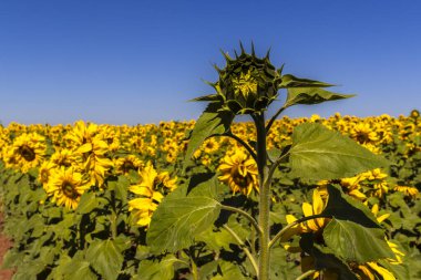 Yaygın Ayçiçeği (Helianthus annuus) Brezilya 'da yenilebilir yağı ve yenilebilir tohumu için bir mahsul olarak yetiştirilir.