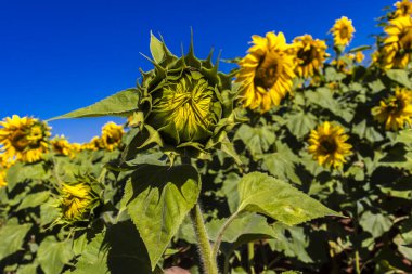 Yaygın Ayçiçeği (Helianthus annuus) Brezilya 'da yenilebilir yağı ve yenilebilir tohumu için bir mahsul olarak yetiştirilir.