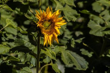 Yaygın Ayçiçeği (Helianthus annuus) Brezilya 'da yenilebilir yağı ve yenilebilir tohumu için bir mahsul olarak yetiştirilir.