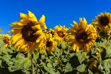 Yaygın Ayçiçeği (Helianthus annuus) Brezilya 'da yenilebilir yağı ve yenilebilir tohumu için bir mahsul olarak yetiştirilir.