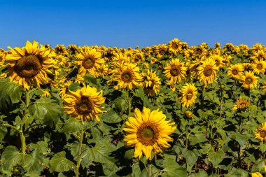 Yaygın Ayçiçeği (Helianthus annuus) Brezilya 'da yenilebilir yağı ve yenilebilir tohumu için bir mahsul olarak yetiştirilir.