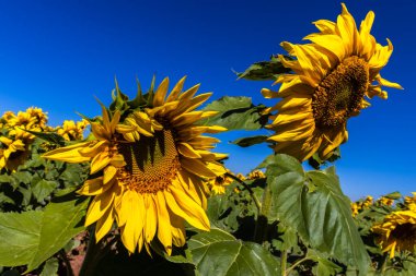 Yaygın Ayçiçeği (Helianthus annuus) Brezilya 'da yenilebilir yağı ve yenilebilir tohumu için bir mahsul olarak yetiştirilir.