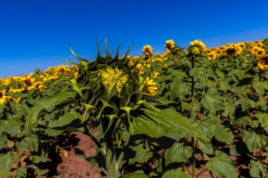 Yaygın Ayçiçeği (Helianthus annuus) Brezilya 'da yenilebilir yağı ve yenilebilir tohumu için bir mahsul olarak yetiştirilir.