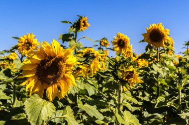 Yaygın Ayçiçeği (Helianthus annuus) Brezilya 'da yenilebilir yağı ve yenilebilir tohumu için bir mahsul olarak yetiştirilir.