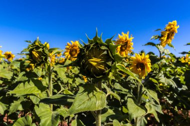 Yaygın Ayçiçeği (Helianthus annuus) Brezilya 'da yenilebilir yağı ve yenilebilir tohumu için bir mahsul olarak yetiştirilir.