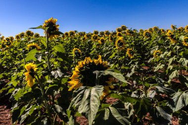 Yaygın Ayçiçeği (Helianthus annuus) Brezilya 'da yenilebilir yağı ve yenilebilir tohumu için bir mahsul olarak yetiştirilir.