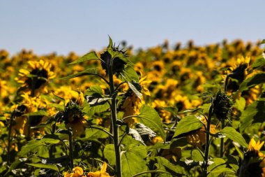 Yaygın Ayçiçeği (Helianthus annuus) Brezilya 'da yenilebilir yağı ve yenilebilir tohumu için bir mahsul olarak yetiştirilir.