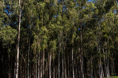 Brezilya 'da bir çiftlikte okaliptüs ekilmiş bir orman