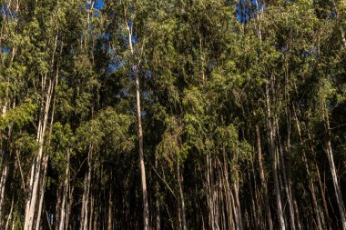 Brezilya 'da bir çiftlikte okaliptüs ekilmiş bir orman