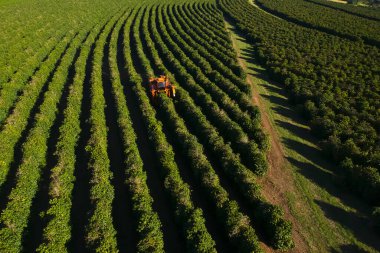 Brezilya 'daki mekanize kahve hasadının havadan görüntüsü.