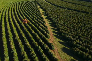 Brezilya 'daki mekanize kahve hasadının havadan görüntüsü.