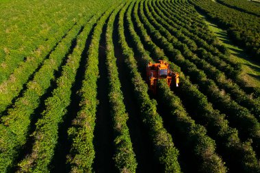 Brezilya 'daki mekanize kahve hasadının havadan görüntüsü.