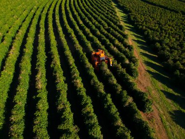 Brezilya 'daki mekanize kahve hasadının havadan görüntüsü.