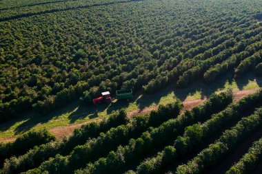 Brezilya 'daki mekanize kahve hasadının havadan görüntüsü.