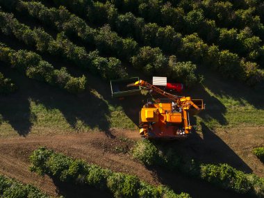 Brezilya 'daki mekanize kahve hasadının havadan görüntüsü.