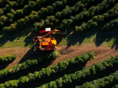 Brezilya 'daki mekanize kahve hasadının havadan görüntüsü.