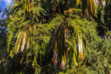 Leucaena löcocephala (jumbay, river tamarind, subabul, beyaz popinac, beyaz lucotree, Mimosa lökophala, Mimosa glauca Koenig) veya Brezilya 'da Çin petai, kemlandingan ve lamtoro olarak da adlandırılabilir.