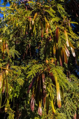 Leucaena löcocephala (jumbay, river tamarind, subabul, beyaz popinac, beyaz lucotree, Mimosa lökophala, Mimosa glauca Koenig) veya Brezilya 'da Çin petai, kemlandingan ve lamtoro olarak da adlandırılabilir.