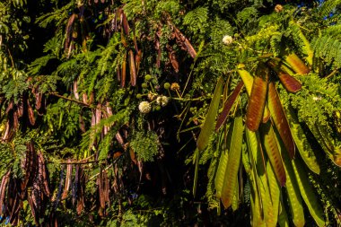 Leucaena löcocephala (jumbay, river tamarind, subabul, beyaz popinac, beyaz lucotree, Mimosa lökophala, Mimosa glauca Koenig) veya Brezilya 'da Çin petai, kemlandingan ve lamtoro olarak da adlandırılabilir.