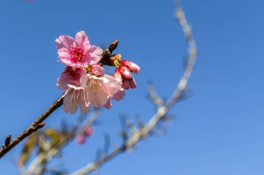 Kiraz çiçeği (ayrıca Japon kirazı ya da sakura olarak da bilinir), Brezilya 'da kış boyunca bir doğu bahçesinde çiçek açan birçok ağaçtan oluşan bir çiçektir.