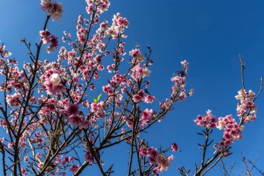 Kiraz çiçeği (ayrıca Japon kirazı ya da sakura olarak da bilinir), Brezilya 'da kış boyunca bir doğu bahçesinde çiçek açan birçok ağaçtan oluşan bir çiçektir.