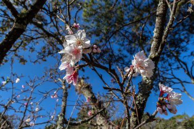 Kiraz çiçeği (ayrıca Japon kirazı ya da sakura olarak da bilinir), Brezilya 'da kış boyunca bir doğu bahçesinde çiçek açan birçok ağaçtan oluşan bir çiçektir.