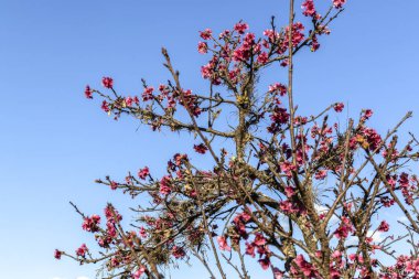 Kiraz çiçeği (ayrıca Japon kirazı ya da sakura olarak da bilinir), Brezilya 'da kış boyunca bir doğu bahçesinde çiçek açan birçok ağaçtan oluşan bir çiçektir.