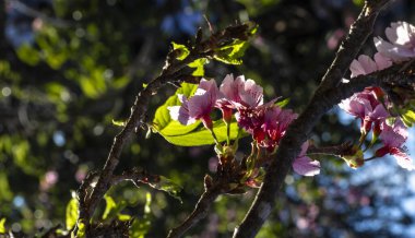 Kiraz çiçeği (ayrıca Japon kirazı ya da sakura olarak da bilinir), Brezilya 'da kış boyunca bir doğu bahçesinde çiçek açan birçok ağaçtan oluşan bir çiçektir.