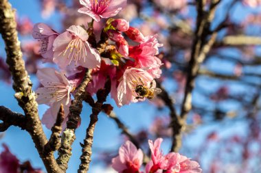 Arı, kiraz çiçeği ya da sakura olarak da bilinen kiraz çiçeği, Brezilya 'da kış boyunca, bir doğu bahçesinde çiçek açan birçok ağaçtan oluşan bir çiçektir.