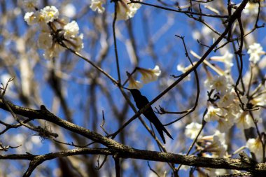 Brezilya 'da bir ormanda sinekkuşunun silueti beyaz ipe (Tabebuia roseo-alba) çiçeklerini tozlaştırır..