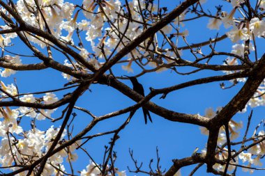 Brezilya 'da bir ormanda sinekkuşunun silueti beyaz ipe (Tabebuia roseo-alba) çiçeklerini tozlaştırır..