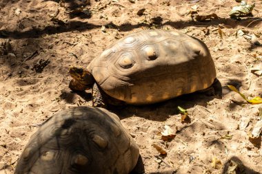 Jabuti- Piranga veya ayaklı kaplumbağa (Chelonoidis carbonaria) Brezilya 'da kumda yürüyor