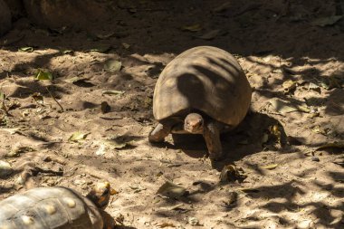 Jabuti- Piranga veya ayaklı kaplumbağa (Chelonoidis carbonaria) Brezilya 'da kumda yürüyor
