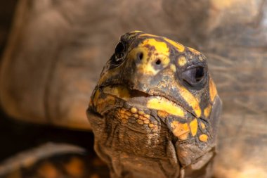 Jabuti- Piranga veya ayaklı kaplumbağa (Chelonoidis carbonaria) Brezilya 'da kumda yürüyor