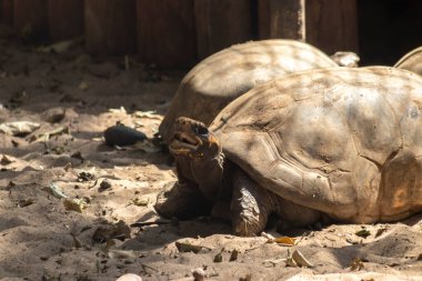 Jabuti- Piranga veya ayaklı kaplumbağa (Chelonoidis carbonaria) Brezilya 'da kumda yürüyor