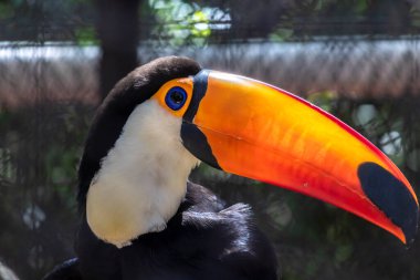 Toco Toucan (Ramphastos toco) Brezilya 'da bir hayvanat bahçesinde bir kafeste