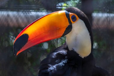 Toco Toucan (Ramphastos toco) Brezilya 'da bir hayvanat bahçesinde bir kafeste