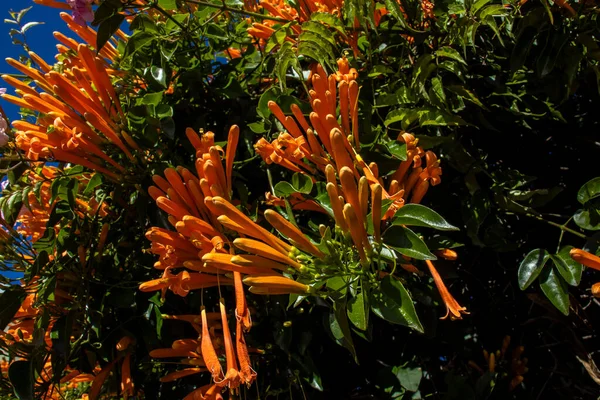 Pyrostegia Venusta Also Commonly Known Flamevine Orange Trumpet Vine Sao — Stock Photo, Image