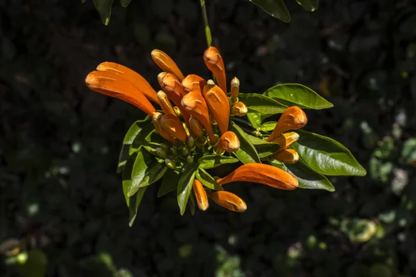 一般的にフラメヴィンまたはオレンジ色のトランペットブドウとして知られているピロシェゴイア会場は 元々ブラジル南部に原産の家族のピロシェゴイア属の植物種です — ストック写真