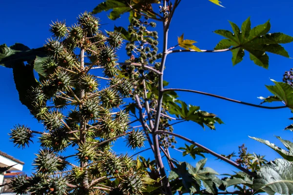 Ricinus Communis Plants Відома Касторська Боб Фермі Бразилії Рослина Родини — стокове фото