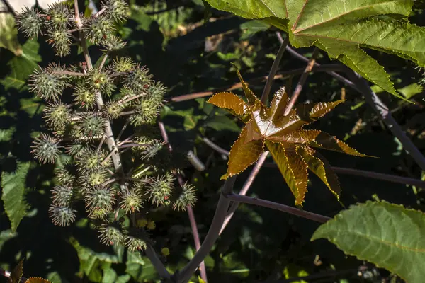 Ricinus Communis Pflanze Bekannt Als Rizinusbohne Auf Einem Bauernhof Brasilien — Stockfoto