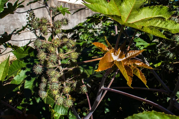 Ricinus Communis Pflanze Bekannt Als Rizinusbohne Auf Einem Bauernhof Brasilien — Stockfoto