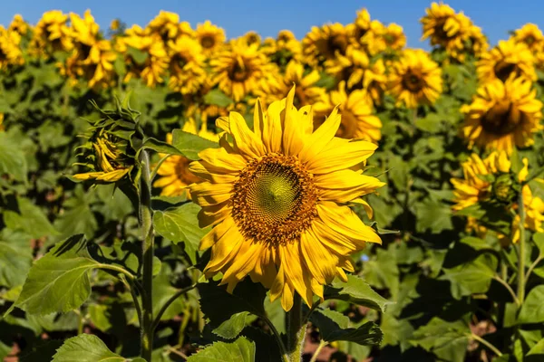Common Sunflower (Helianthus annuus) grown as a crop for its edible oil and edible seed in Brazil