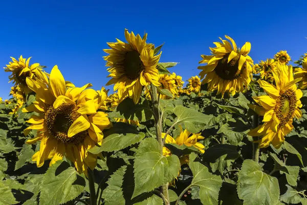 Common Sunflower (Helianthus annuus) grown as a crop for its edible oil and edible seed in Brazil