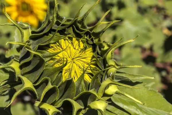 Słonecznik Zwyczajny Helianthus Annuus Uprawiany Jako Uprawa Jadalnego Oleju Nasion — Zdjęcie stockowe