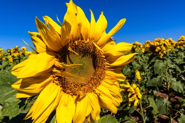 Yaygın Ayçiçeği (Helianthus annuus) Brezilya 'da yenilebilir yağı ve yenilebilir tohumu için bir mahsul olarak yetiştirilir.