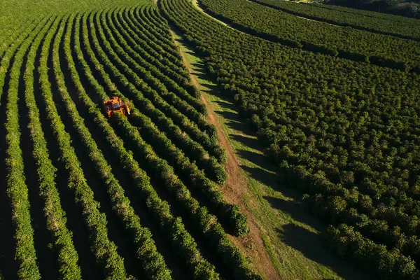 Aerial View Coffee Mechanized Harvesting Brazil — Stock Photo, Image