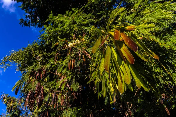 Leucaena Leucocephala Jumbay Rio Tamarindo Subabul Popinac Branco Leadtree Branco — Fotografia de Stock