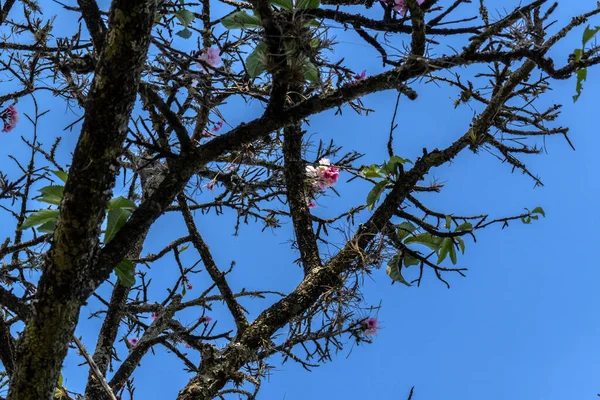 Вишневе Цвітіння Також Відоме Японська Вишня Або Сакура Квіткою Багатьох — стокове фото